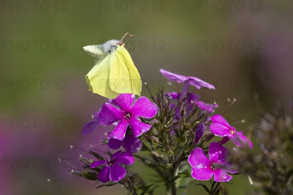 Brimstone butterfly (Gonepteryx rhamni) adult male insect flying up from a garden Phlox flower in summer, England, United Kingdom