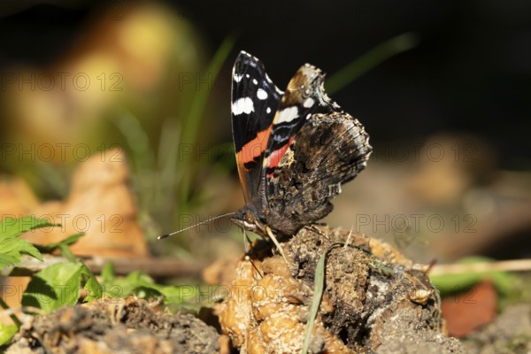 Red admiral butterfly (Vanessa atalanta) adult insect feeding on a fallen rotten apple fruit in a garden in summer, England, United Kingdom