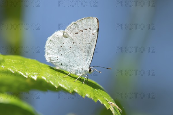 Holly blue butterfly (Celastrina argiolus) adult insect resting on a plant leaf in summer, England, United Kingdom