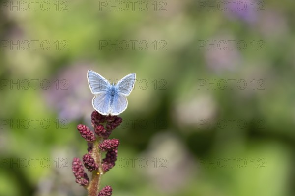 Common blue butterfly (Polyommatus icarus) adult insect resting a garden flower in summer, England, United Kingdom