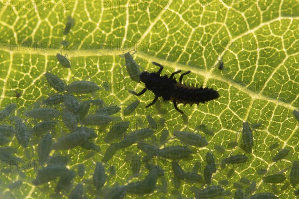 Harlequin ladybird or ladybug (Harmonia axyridis) adult insect larva and Plum aphid (Hyalopterus pruni) aphids on a plum tree leaf in summer, England, United Kingdom