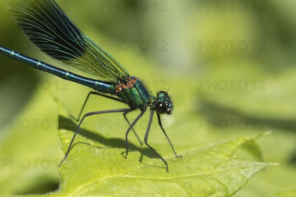 Banded demoiselle damselfly (Calopteryx splendens) adult male insect on a plant leaf in summer, England, United Kingdom