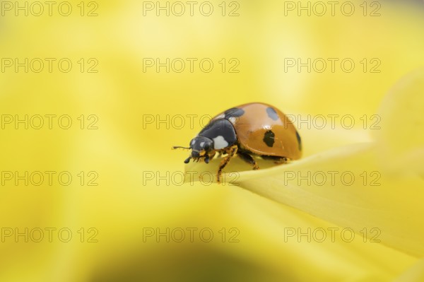 Seven-spot ladybird or ladybug (Coccinella septempunctata) adult insect on a garden yellow Dahlia flower in summer, England, United Kingdom