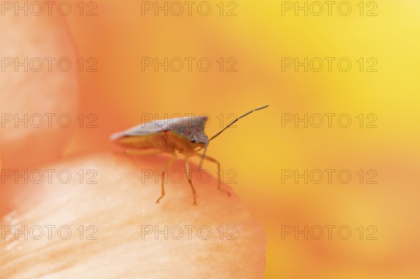 Hawthorn shieldbug (Acanthosoma haemorrhoidale) adult insect on a garden begonia flower in summer, England, United Kingdom