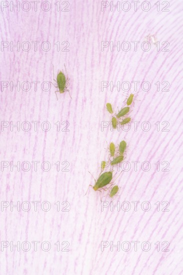 Tulip aphid or greenfly (Dysaphis tulipae) adult and nymph insects family on a garden Tulip petal in spring, England, United Kingdom