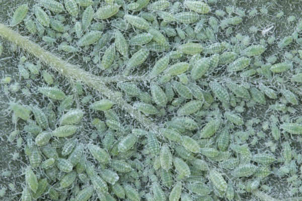 Plum aphid (Hyalopterus pruni) adult insect aphids on a plum tree leaf in summer, England, United Kingdom