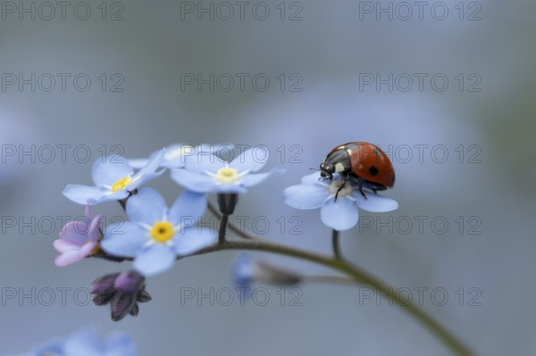 Seven-spot ladybird or ladybug (Coccinella septempunctata) adult insect on a garden Forget-me-not flower in spring, England, United Kingdom