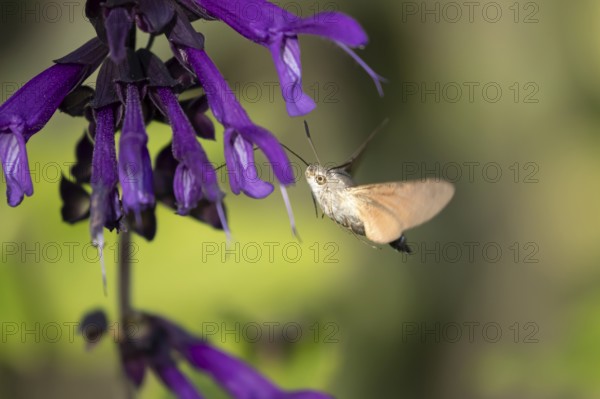 Hummingbird hawkmoth (Macroglossum stellatarum) adult moth in flight feeding on a garden purple flower in summer, England, United Kingdom