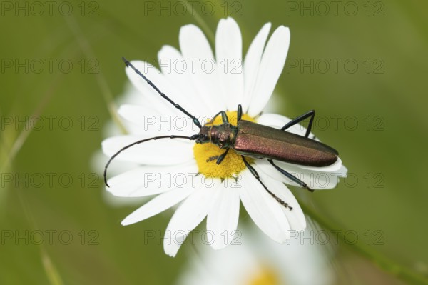 Thick-legged flower beetle (Oedemera nobilis) adult insect on an Oxeye daisy flower in summer, England, United Kingdom