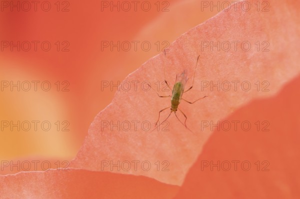 Aphid adult insect on a garden begonia flower in summer, England, United Kingdom