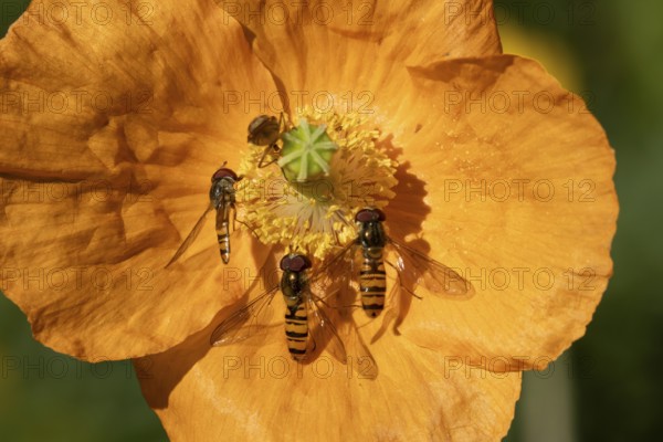 Common hoverfly (Eupeodes corollae) four adult insects on a garden Spanish orange poppy flower in summer, England, United Kingdom