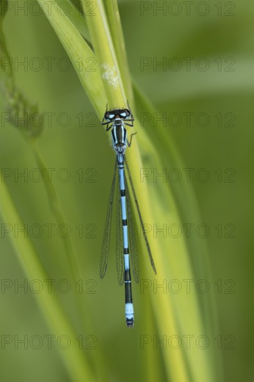 Common blue damselfly (Enallagma cyathigerum) adult male insect on a plant stem in summer, England, United Kingdom