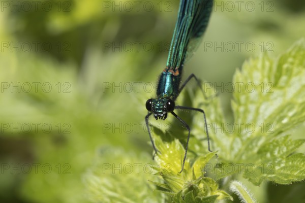 Banded demoiselle damselfly (Calopteryx splendens) adult male insect on a Nettle plant leaf in summer, England, United Kingdom