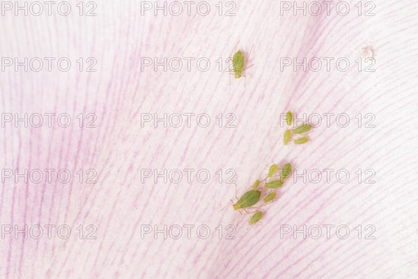 Tulip aphid or greenfly (Dysaphis tulipae) insects on a garden Tulip petal in spring, England, United Kingdom