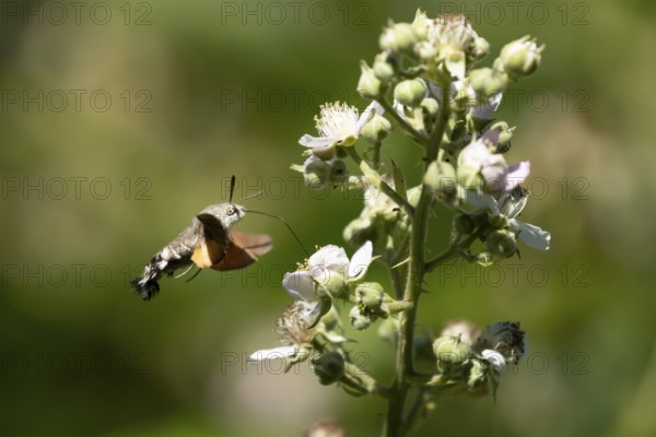 Hummingbird hawkmoth (Macroglossum stellatarum) adult moth in flight feeding on a Bramble flower in summer, England, United Kingdom