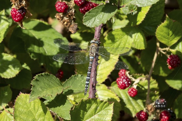 Emperor dragonfly (Anax imperator) adult insect on a bramble bush in summer, England, United Kingdom