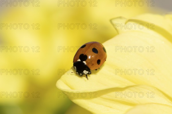 Seven-spot ladybird or ladybug (Coccinella septempunctata) adult insect on a garden Dahlia flower in summer, England, United Kingdom
