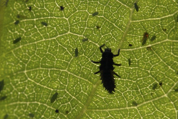 Seven-spot ladybird or ladybug (Coccinella septempunctata) adult insect larva and Plum aphid (Hyalopterus pruni) aphids on a plum tree leaf in summer, England, United Kingdom