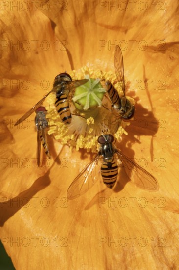 Common hoverfly (Eupeodes corollae) four adult insects on a garden Spanish orange poppy flower in summer, England, United Kingdom