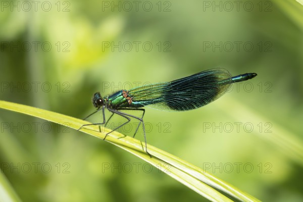 Common blue damselfly (Enallagma cyathigerum) adult male insect on a plant stem in summer, England, United Kingdom