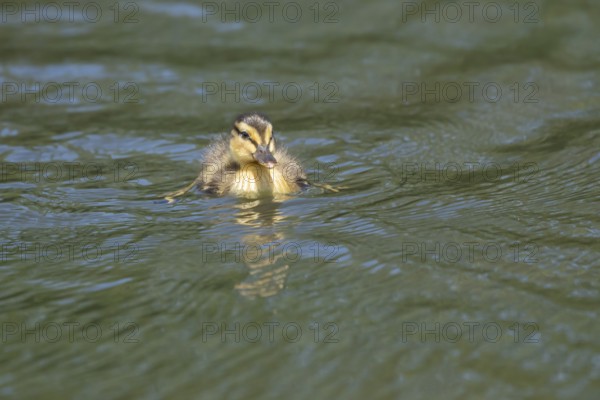 Mallard duck (Anas platyrhynchos) juvenile baby duckling bird on the water of a lake in summer, England, United Kingdom