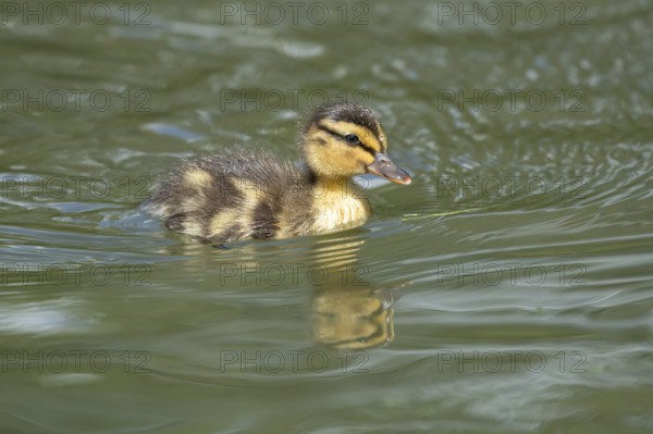 Mallard duck (Anas platyrhynchos) juvenile baby duckling bird swimming on the water of a lake in summer, England, United Kingdom