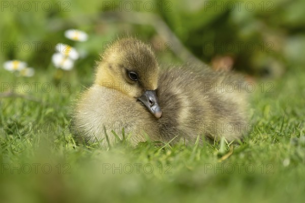 Greylag goose (Anser anser) juvenile baby gosling bird head sitting on grass in summer, England, United Kingdom