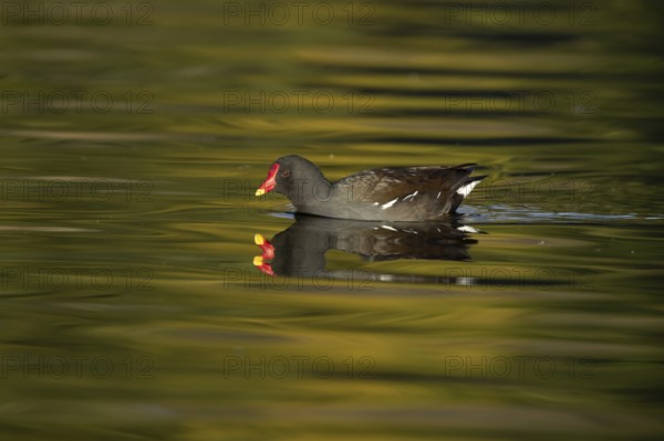 Moorhen (Gallinula chloropus) adult bird on the water of a lake, England, United Kingdom