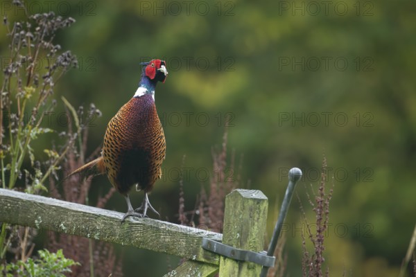 Common pheasant (Phasianus colchicus) adult male bird on a wooden gate, Wales, United Kingdom