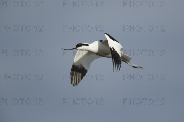 Pied avocet (Recurvirostra avosetta) adult wader bird in flight in summer, RSPB Minsmere nature reserve, Suffolk, England, United Kingdom