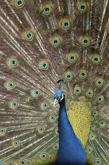 Indian peafowl or Peacock (Pavo cristatus) adult male bird displaying showing its tail feathers, England, United Kingdom