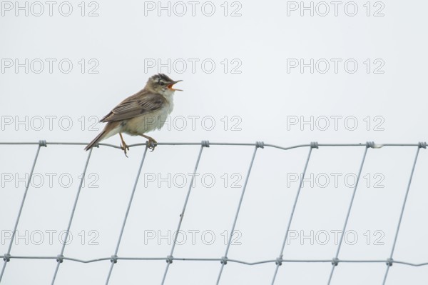 Reed warbler (Acrocephalus scirpaceus) adult male bird singing from a metal fence in summer, England, United Kingdom