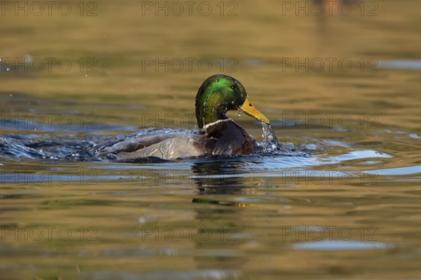 Mallard duck (Anas platyrhynchos) adult male bird bathing in the water of a lake, England, United Kingdom