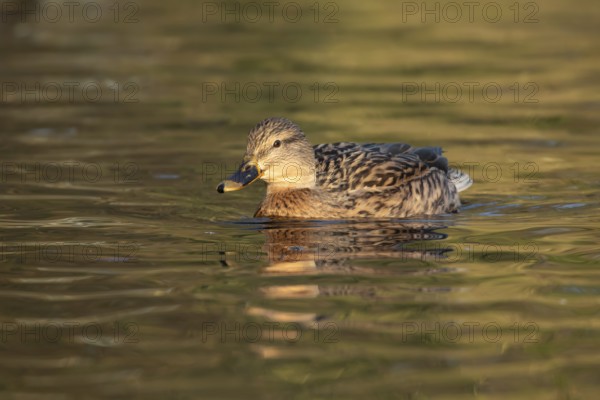 Mallard duck (Anas platyrhynchos) adult female bird on the water of a lake, England, United Kingdom