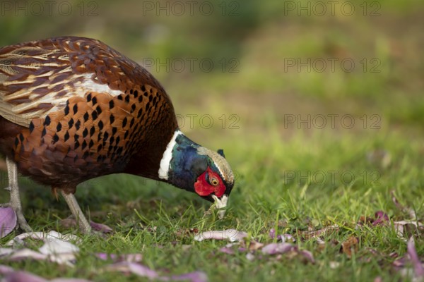 Common pheasant (Phasianus colchicus) adult male game bird feeding on a garden grass lawn, England, United Kingdom