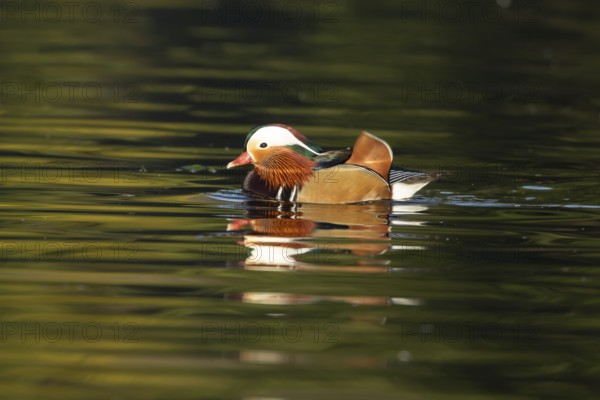 Mandarin duck (Aix galericulata) adult male bird on the water of a lake, England, United Kingdom