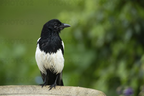 Magpie (Pica pica) adult bird on a garden bird bath, England, United Kingdom