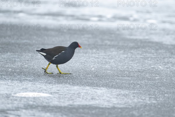 Moorhen (Gallinula chloropus) adult bird on the frozen ice of a lake in winter, England, United Kingdom