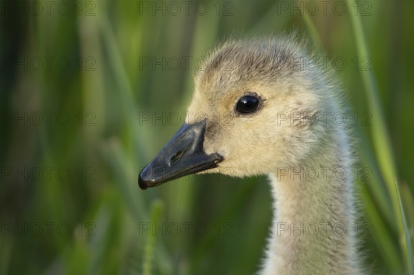 Greylag goose (Anser anser) juvenile baby gosling bird head portrait in summer, England, United Kingdom