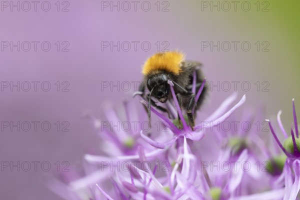 Tree bumblebee (Bombus hypnorum) adult bee insect feeding on a garden purple Allium flower in summer, England, United Kingdom