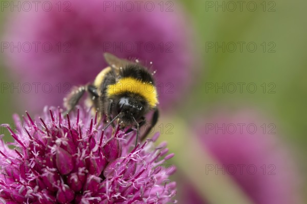 Buff tailed bumblebee (Bombus terrestris) adult bee insect feeding on a garden Allium flower in summer, England, United Kingdom