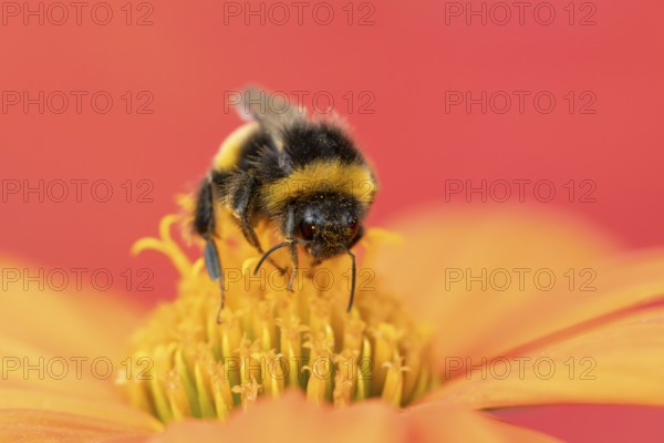 Buff tailed bumblebee (Bombus terrestris) adult bee insect feeding on a garden orange Mexican sunflower (Tithonia spp.) flower in summer, England, United Kingdom