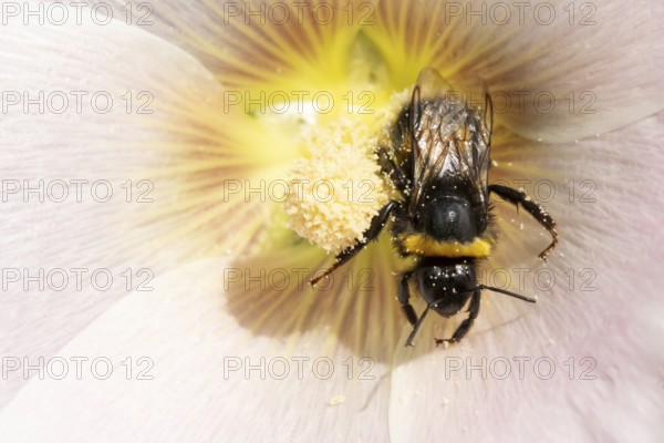 Buff tailed bumblebee (Bombus terrestris) adult bee insect feeding on a garden Hollyhock flower in summer, England, United Kingdom