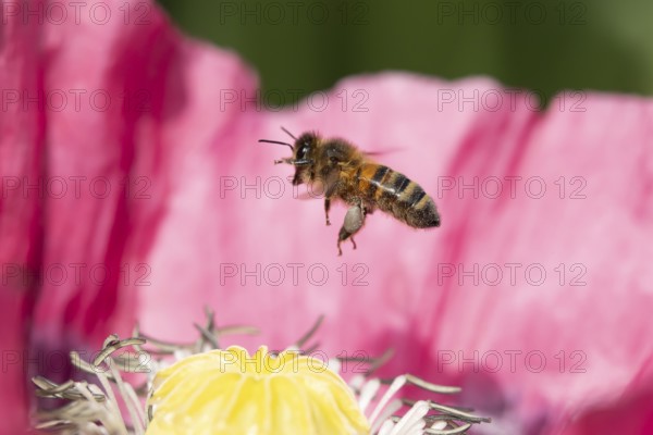Honey bee (Apis mellifera) adult insect flying from a garden poppy flower in summer, England, United Kingdom
