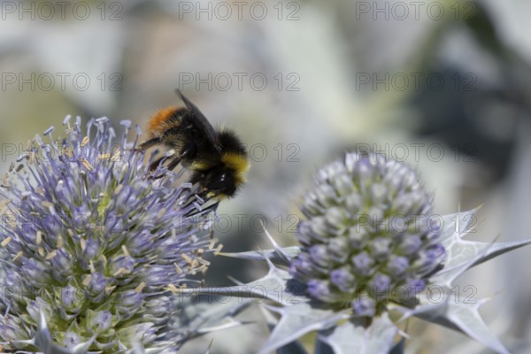 Red tailed bumblebee (Bombus lapidarius) adult bee insect feeding on Sea holly flowers in summer, England, United Kingdom