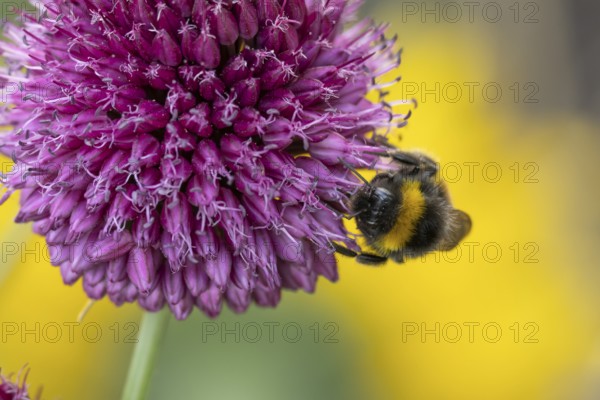Buff tailed bumblebee (Bombus terrestris) adult bee insect feeding on a garden Chives flower in summer, England, United Kingdom