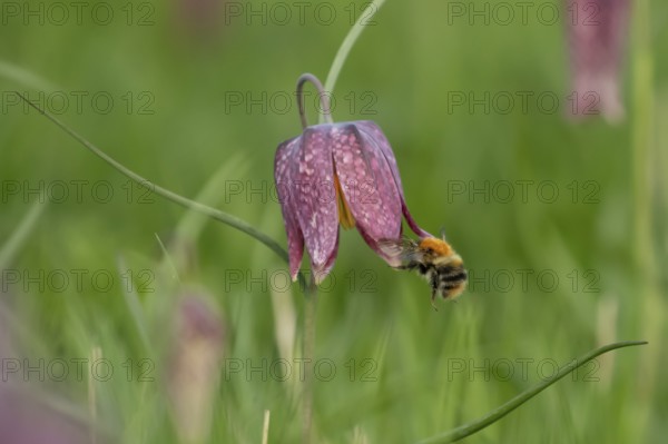 Common carder bumblebee (Bombus pascuorum) adult bee insect flying towards a Snake's head fritillary (Fritillaria meleagris) flower in spring, England, United Kingdom
