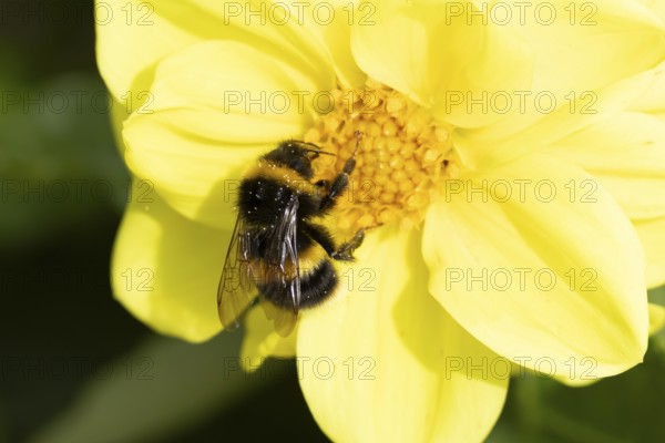 Buff tailed bumblebee (Bombus terrestris) adult bee insect feeding on a garden yellow Dahlia flower in summer, England, United Kingdom