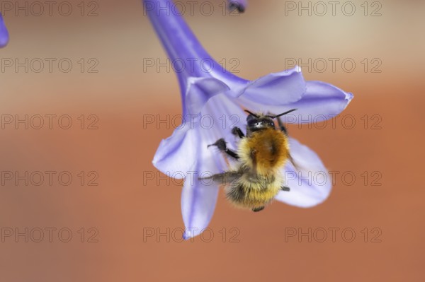 Common carder bumblebee (Bombus pascuorum) adult bee insect feeding on a garden Agapanthus flower in summer, England, United Kingdom