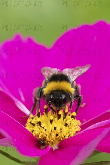 Buff tailed bumblebee (Bombus terrestris) adult bee insect feeding on a garden Cosmos flower in summer, England, United Kingdom